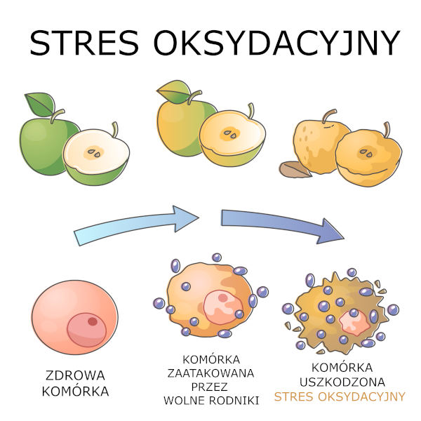 mechanizm działania stresu oksydacyjnego