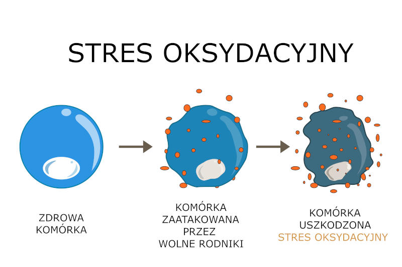 stres oksydacyjny zaatakowana komórka